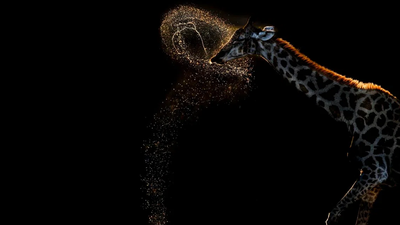 72-year old Vaidehi Chandrasekar won gold at the 2026 World Nature Photography Award for clicking a giraffe expelling a perfect arc of water after drinking in Botswana