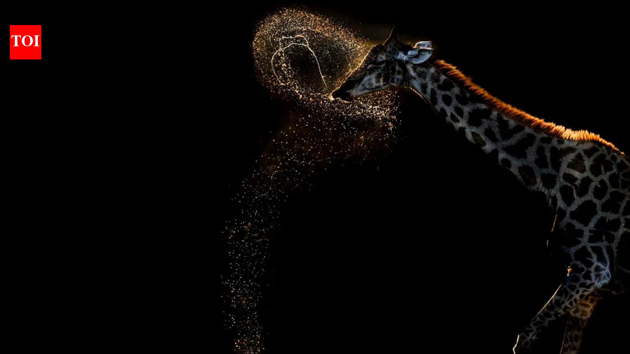 At 72, she just won gold for a 'perfect' giraffe shot—a moment of pure nature magic.