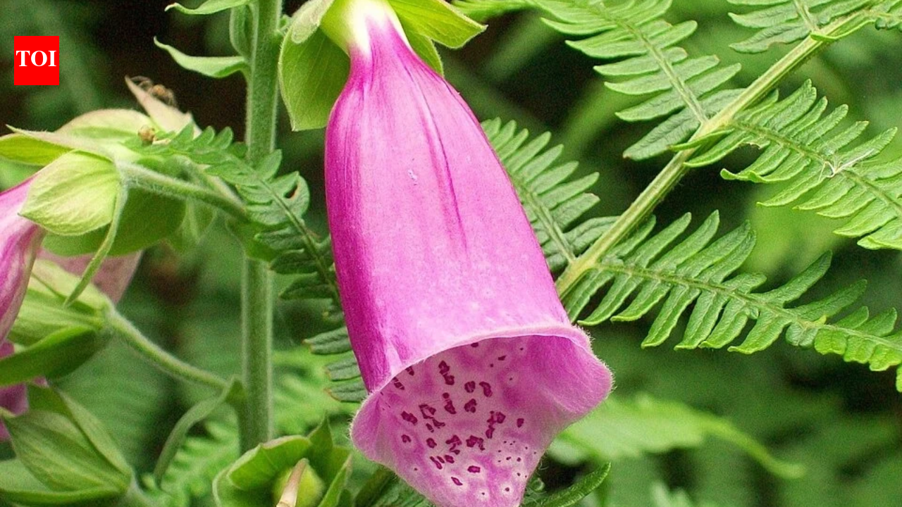 In Mississippi, researchers mixed raw sheep’s wool into soil; foxglove ...