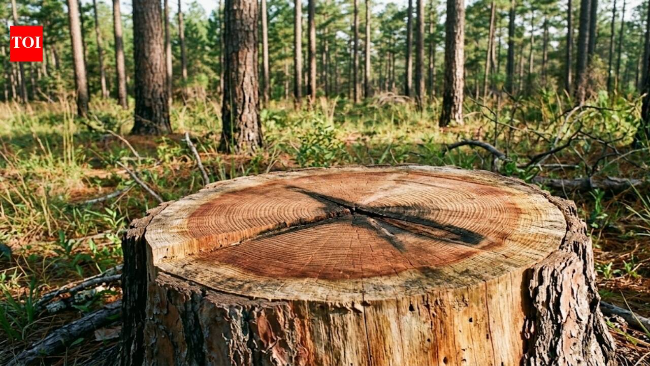 Ancient trees are 'speaking': New evidence reveals our forests have been burning for over 600 years.