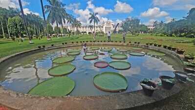 Amazonian wonder giant water lily blooms at Lok Seva Bhawan