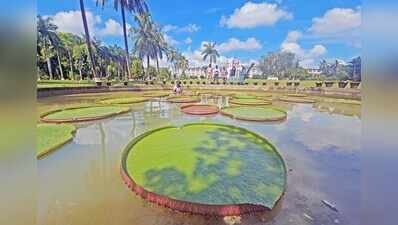 Amazonian wonder giant water lily blooms at Lok Seva Bhawan