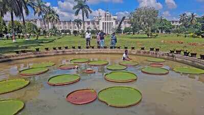 Amazonian wonder giant water lily blooms at Lok Seva Bhawan