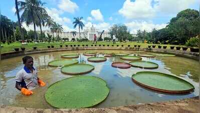 Amazonian wonder giant water lily blooms at Lok Seva Bhawan