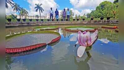 Amazonian wonder giant water lily blooms at Lok Seva Bhawan