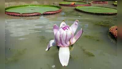 Amazonian wonder giant water lily blooms at Lok Seva Bhawan