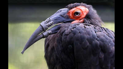 Hornbill with a broken beak gets 3D-printed replacement in world-first procedure