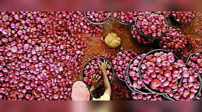 Centre’s onion express on way to Tripura, set to calm festive prices