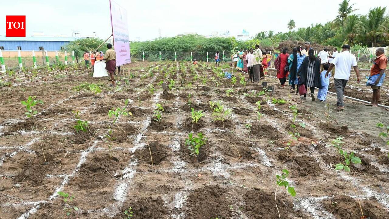 Trichy corpn achieves 50% tree plantation target via Miyawaki