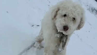Meet Loulou: Dog missing for 50 hours after Alaska avalanche found alive with help from Apple AirTag