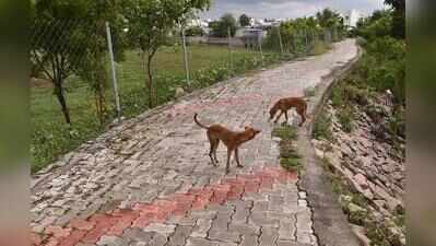 Madurai corporation to install lighting on Sellur kanmai walking path