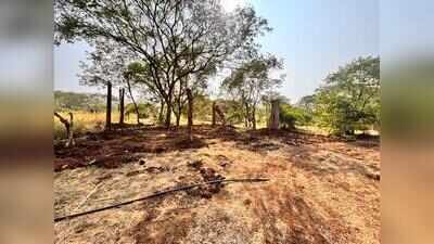 Survival concerns cloud relocation of 150 trees from Patrakarnagar to ARAI tekdi