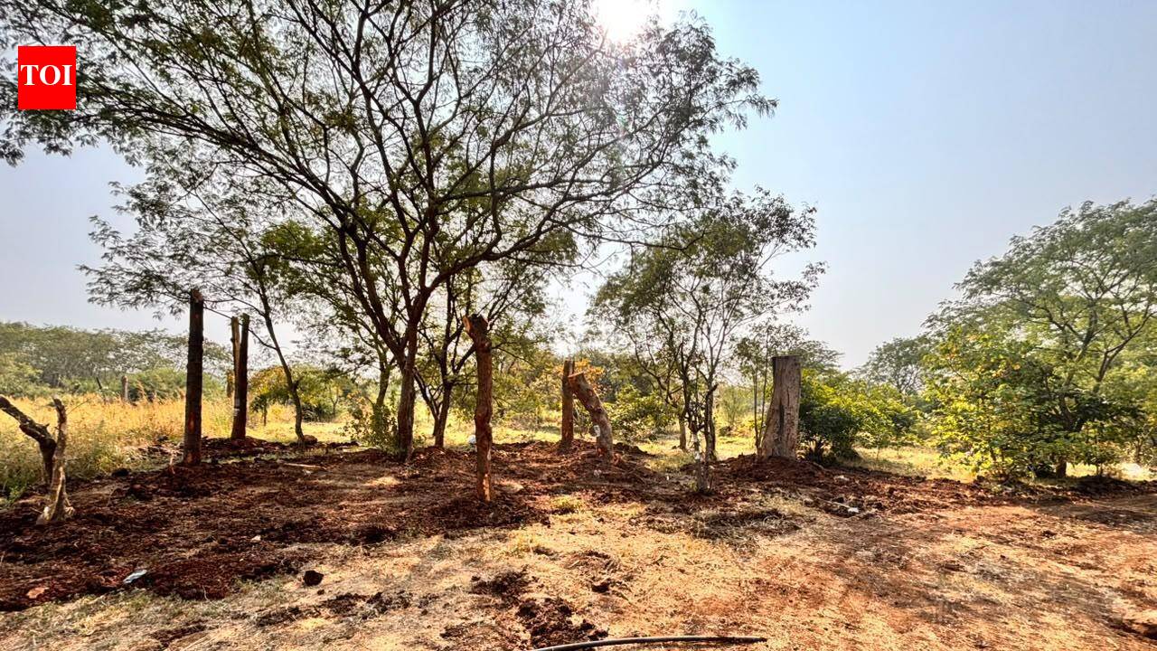 Survival concerns cloud relocation of 150 trees from Patrakarnagar to ARAI tekdi