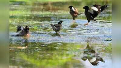 Monthly survey to track Sukhna Wildlife Sanctuary birds in Chandigarh.