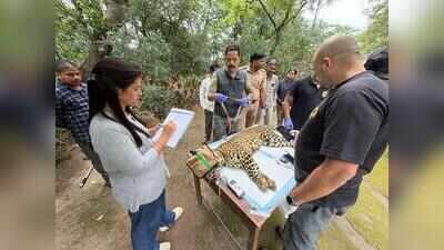 Junnar launches India’s first field trial of leopard immunocontraception to curb human-wildlife conflict