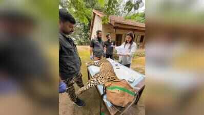 Junnar launches India’s first field trial of leopard immunocontraception to curb human-wildlife conflict
