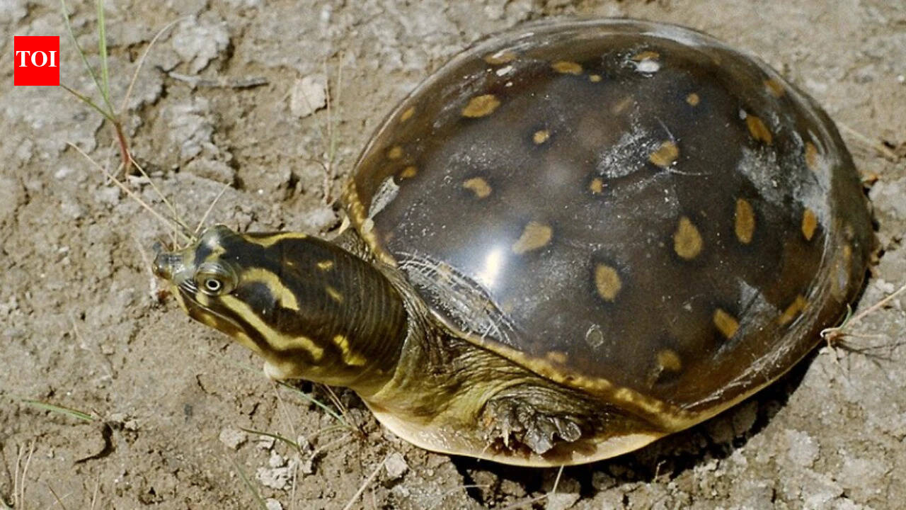 UP's Pilibhit turtle carcass incinerated without autopsy, DFO asked to explain