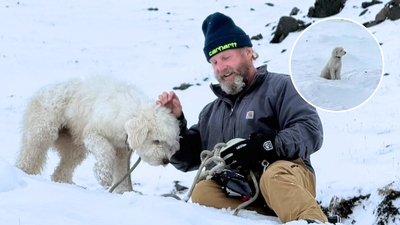 Dog survives 50 hours alone in Alaska wilderness after avalanche; how rescuers finally found the 4-year-old poodle-husky