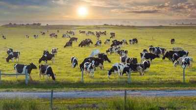 ​Florida permanently protects nearly 1,500 acres across two cattle ranches with $8.7 million in conservation easements, preventing future development while preserving farmland and wildlife