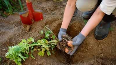 How to plant potatoes in fall: Simple tips to get a head start on next season’s harvest