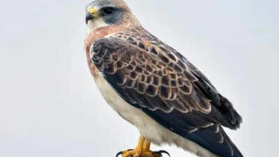 In 2023, restoration began on 150 acres of California floodplain with more than 30,000 native plants; three years later, Swainson’s hawks have nested in Shasta County for the first confirmed time in about 30 years