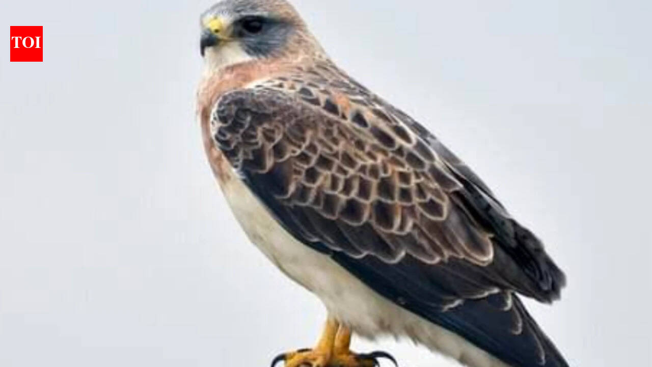 Rare hawks nest in California county after 30 years as abandoned farmland gets a new life