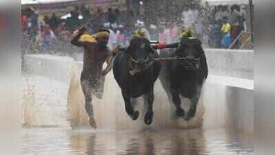 Yathindra hopes Dasara kambala gains global recognition