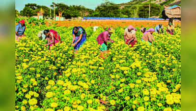 TN’S TIME TO BLOOM