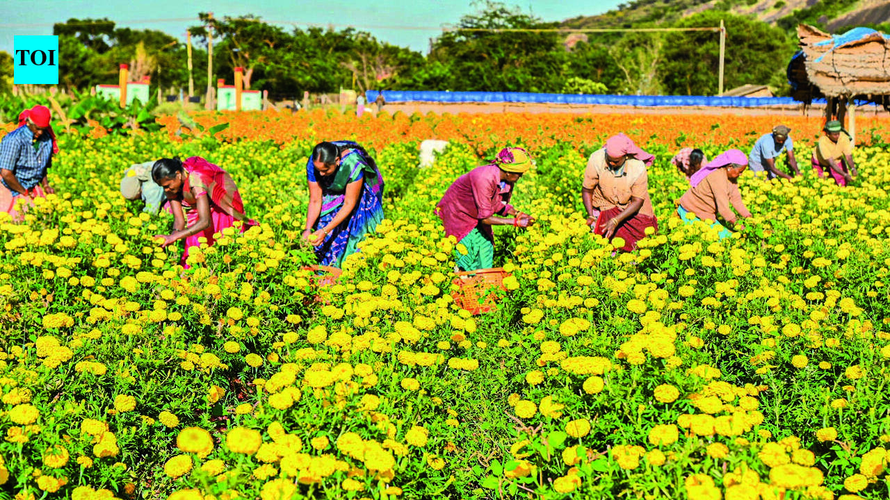 TN'S TIME TO BLOOM