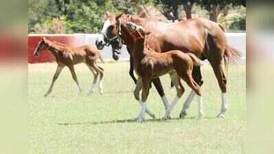 Greener pastures ahead for horse breeders in Punjab