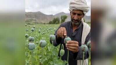 Allow poppy cultivation to tackle drug issue: NGO to Punjab govt