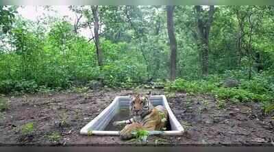 Gujarat plots double match for its lone tiger