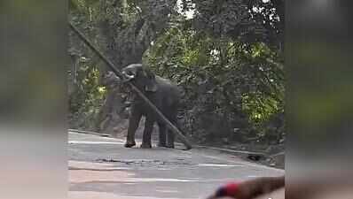 Mahout critical after Ramlila jumbo slams him to the ground