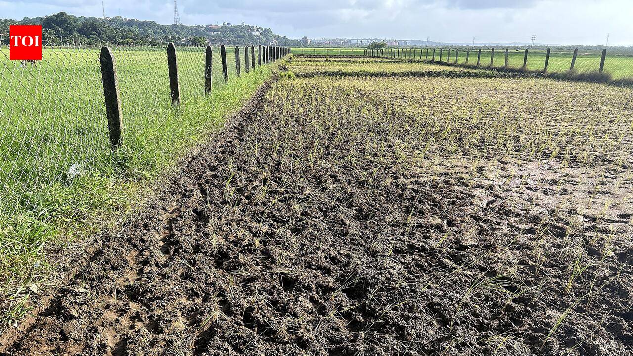 Biodiversity panel proposes bandharas to tackle water shortage in Canacona