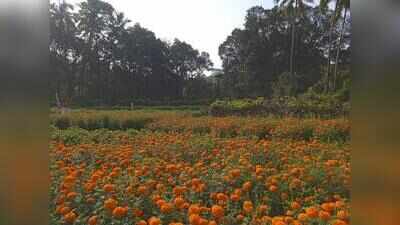 Tribal farmers in Canacona take up marigold plantations in big way