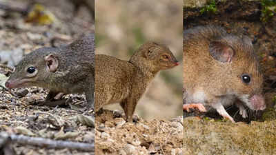 6 of India’s smallest mammals no one told you about - The Times of India