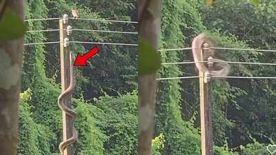 AI or real? Viral video of a six-foot snake climbing an electric pole to catch a bird sparks debate on social media