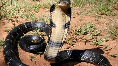 Scientists develop AI sensor that identifies cobra or viper venom with 95% accuracy in 4 minutes; how liquid crystals make it possible