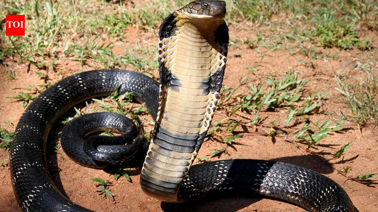 Scientists develop AI sensor that identifies cobra or viper venom with 95% accuracy in 4 minutes; how liquid crystals make it possible