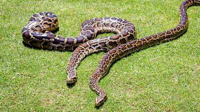 In 2018, scientists GPS-tagged 13 Burmese pythons but found that the devices recorded locations only 18.1% of the time