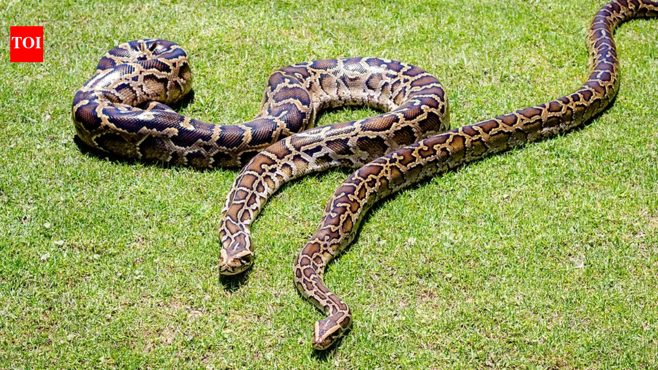 In 2018, GPS tags on 13 Burmese pythons recorded locations just 18.1% of total