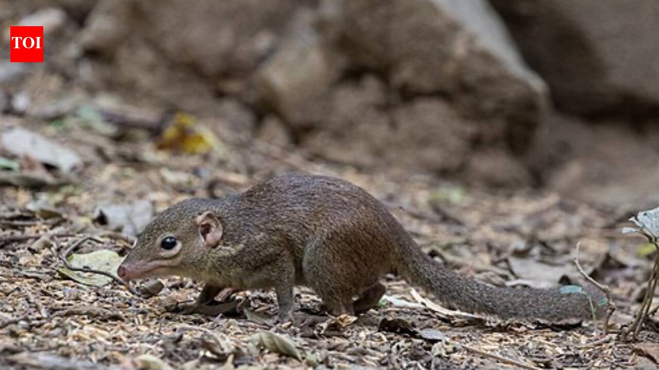 6 of India’s smallest mammals no one told you about - The Times of India
