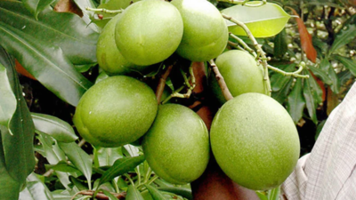 The ‘suicide tree’ of Kerala: How an innocent-looking fruit became linked to hundreds of deaths and a forensic puzzle