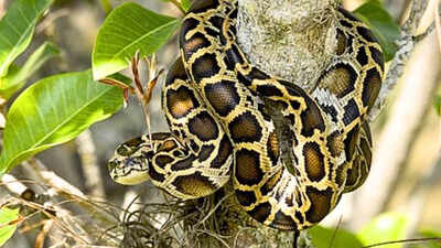 Scientists tracked 142 Burmese pythons for 20 years and found that only four expelled their implanted transmitters