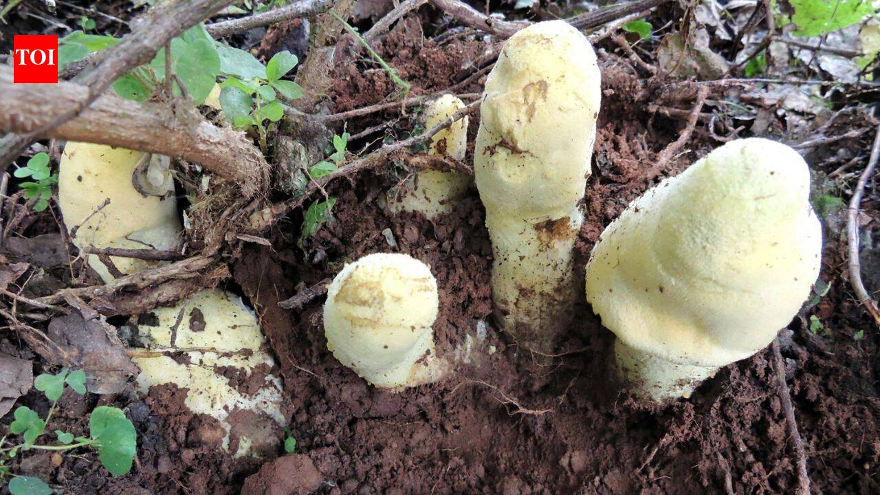 Scientists discover a giant fungus in China that grows up to 50 cm tall, weighs 2.2 kg, and traces its origins to 65 million years ago
