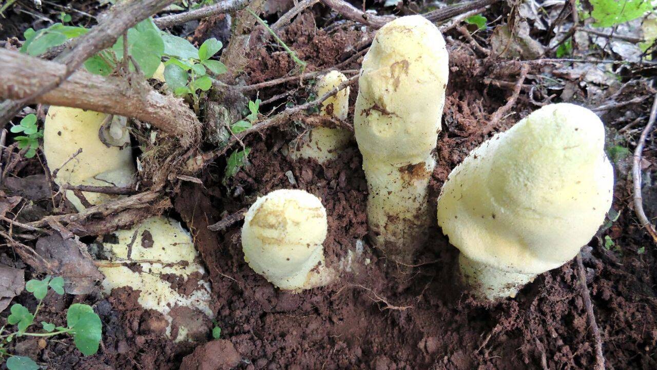 New Giant Fungus 'Dianjunus rex' Discovered in China's Yunnan Forests