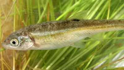 An endangered fish found nowhere else in the world returned to an 868 ...