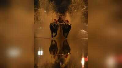 As buffaloes thundered down the track, city embraced kambala