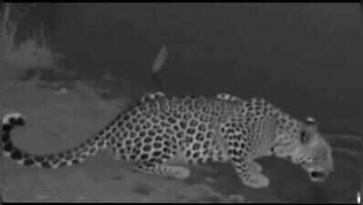 Leopard spotted drinking water at Nelamangala farm; traps set