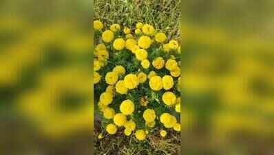 Marigold cultivation rises 30% compared to last year